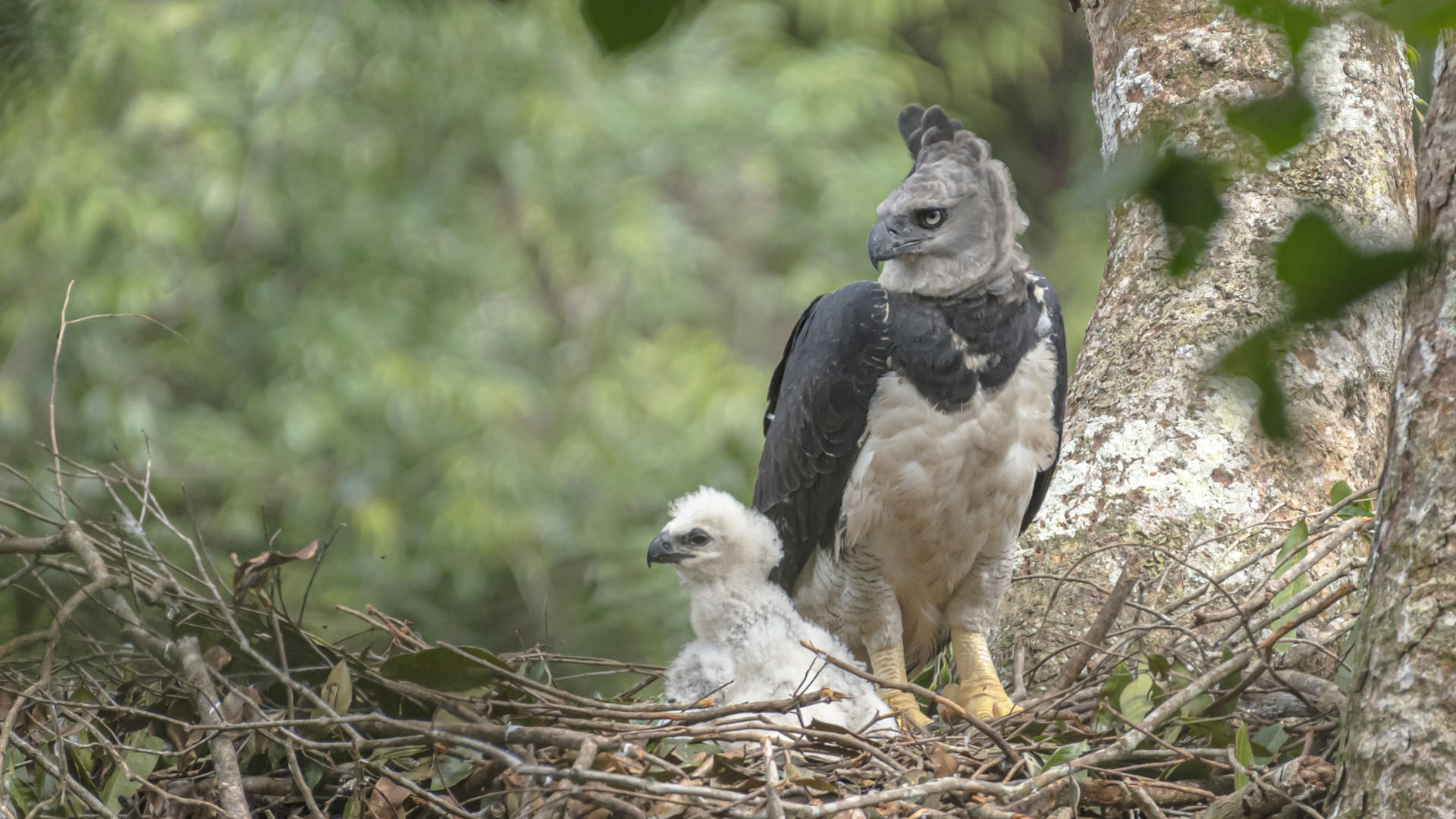 Birding and Harping